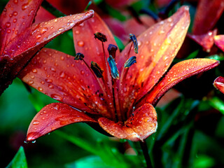 fresh bright red lilies in the garden with dew drops on the petals