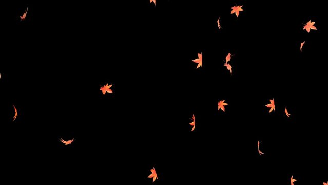 autumn leaves.Animation material with a transparent background.