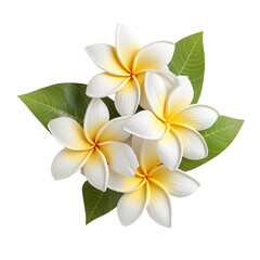 Floral frangipani blossoms in white and yellow hues accompanied by foliage