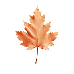 Fall leaf on transparent background