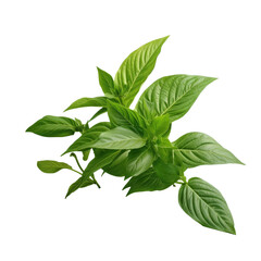 Fototapeta premium Fresh green betel leaves on a transparent background