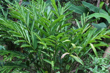 Bright Green Leaves of the Aromatic True Cardamom Plant Elettaria cardamomum