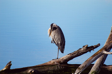 Great blue heron