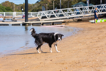 Wet Border Collie puppy standing on the beach