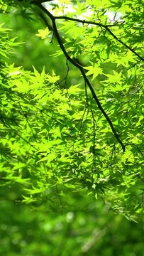 木漏れ日の中で揺れるカエデの新緑 / 縦構図動画