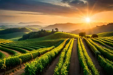 Fototapete Weinberg vineyard at sunset generated Ai