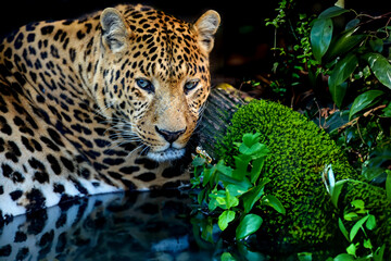Close young leopard portrait in jungle with water