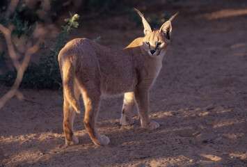 Caracal