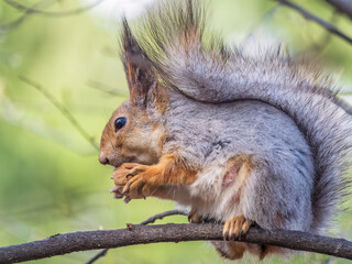 The squirrel with nut sits on a branches in the spring or summer.
