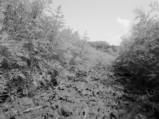 Plowed field for potato in brown soil on open countryside nature