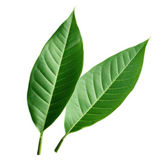 Obraz premium Macro close up of isolated fresh green mango leaves on transparent background with stunning detailed vein texture Clipping path provided Exemplifies tropical concept