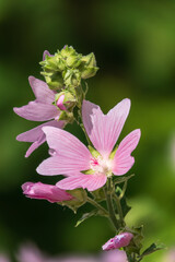 Obraz premium Big pink and red delicate flowers of mallow in bloom with green leaves and buds closeup, summer flowers background,