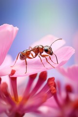 ant on flower clear