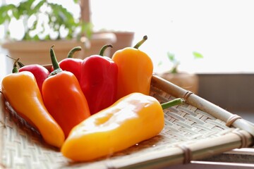 Vibrant chilli peppers. Assorted colorful varieties of hot and sweet peppers or chilies on a farm...