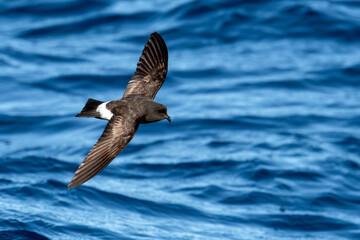 New Zealand Storm Petrel (Fregetta maoriana) seabird in flight showing upperwings, gliding low over ocean surface Tutukaka, New Zealand.