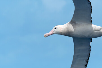 NZ Wandering Albatross (Diomedea antipodensis gibsoni) seabird in flight gliding with view of...