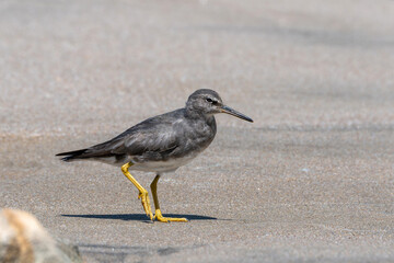 Wandering Tattler (Tringa incana) wader shorebird with yellow legs on sandy beach.