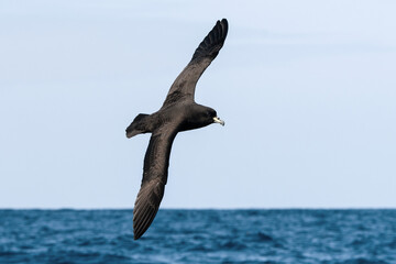 Westland Petrel (Procellaria westlandica) seabird in flight gliding with view of upperwings and the ocean and sky in background. Tutukaka, New Zealand.