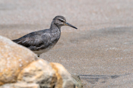 Wandering Tattler (Tringa incana) wader shorebird behind rock standing on sandy beach.
