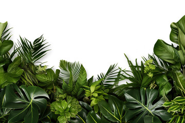 Many tropical varieties of leaves half the frame template background