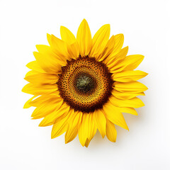 Sunflower on a plain white background