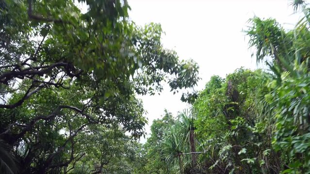 View to the sky whilst driving through jungle