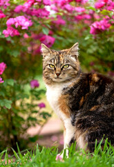 Naklejka na ściany i meble Cat portrait. Animal care. A cute domestic tricolor cat sits on the path under a bush of flowering roses on her yard. Beauty in nature, pet care, human next to animals