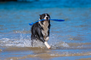 Border Collie puppy running in the water