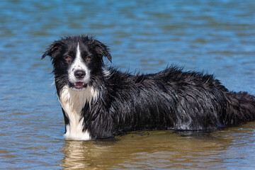 Border Collie puppy playing in the water