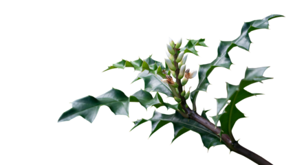 White flower of Saltbush, Sea Holly or Canthus ebracteatus Vahl is a thai herb isolated on white background included clipping path.