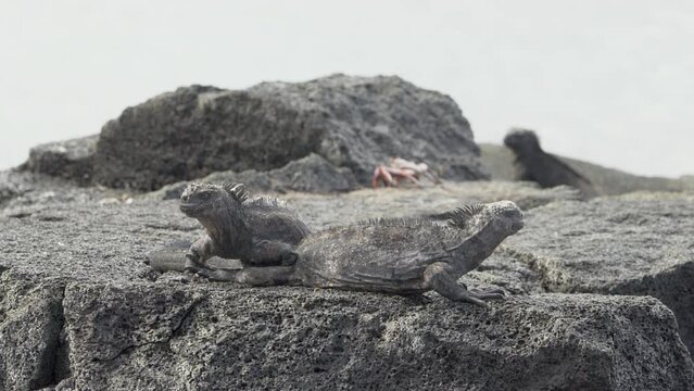 a marine iguana, Amblyrhynchus cristatus, also sea, saltwater, or Galapagos marine iguana, is an endemic reptile species, the only lizard, that can feed under water, only found on Galapagos islands.