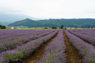 Landscape of Lavender East, Hokkaido, Japan