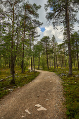 Fototapeta na wymiar Hiking path in Pyhä-Luosto National park in finnish Lapland