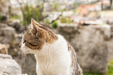 Cat in the old town of Bar. Montenegro.