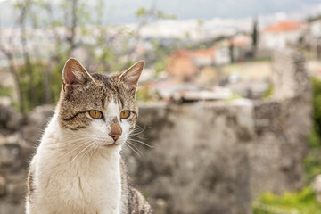 Naklejka na ściany i meble Cat in the old town of Bar. Montenegro.