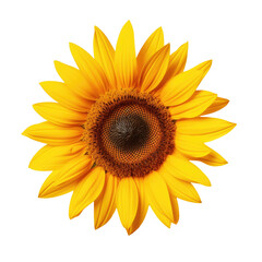 Fototapeta premium Sunflower represents the summer season with a transparent background