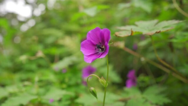 Purple and Pink Pelargonium flowers , Pelargonium flowers in the garden. Closeup Pelargonium flowers. Geranium flowers, Khaliya top, uttarakhand, india.
