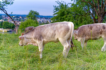 Naklejka na ściany i meble Cows on meadow grazing on a sunny evening at Swiss City of Zürich district Schwamendingen. Photo taken June 3rd, 2023, Zurich, Switzerland.