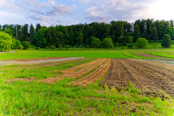 Fototapeta na wymiar Scenic view of vegetable field with woodland in the background on a sunny evening. Photo taken June 3rd 2023, Zurich, Switzerland.