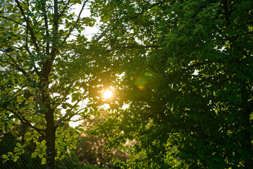 Scenic view of trees with evening sun in the background at Swiss City of Zürich district Schwamendingen. Photo taken June 3rd 2023, Zurich, Switzerland.