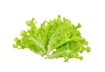 Fresh  lettuce isolated on   transparent png