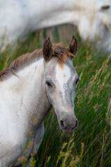 Camargue Horse, Adult and foal eating Grass through Swamp, Saintes Marie de la Mer in Camargue, in the South of France, High quality photo