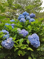 Blue Hydrangea flower garden