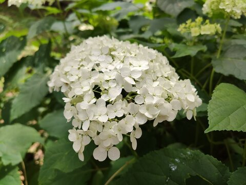White Hydrangea flower garden