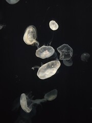 jellyfish sparkling in the dark aquarium