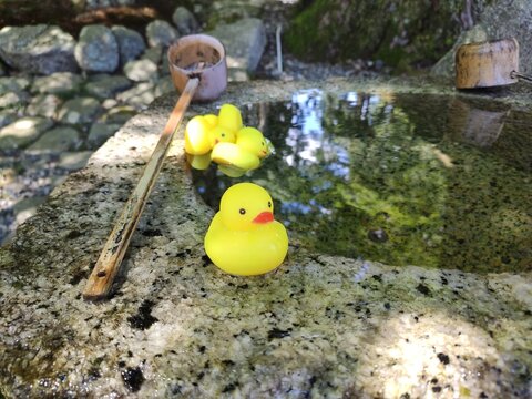 Rubber duck in the water of temizuya chōzuya at the temple entrance
