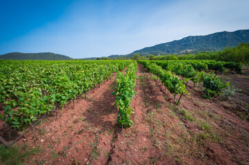Fototapeta na wymiar Vineyard near Lac Salagou, Languedoc-Roussillon, France, High quality photo