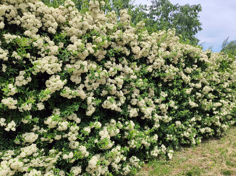 white blossom of firethorn bush, pyracantha coccinea