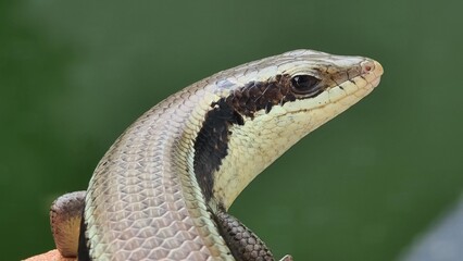Close-up of a skink's face
