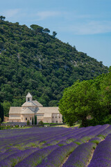 Senanque Abbey Gordes Provence Lavender fields, Notre-Dame de Senanque, blooming purple-blue...